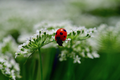 花とてんとう虫-Ⅱ