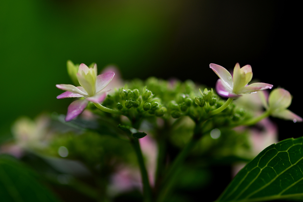 月に斑雲 紫陽花に雨