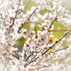 朝は静かに-Ⅰ
