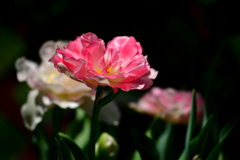 名前が・・・-Ⅲ