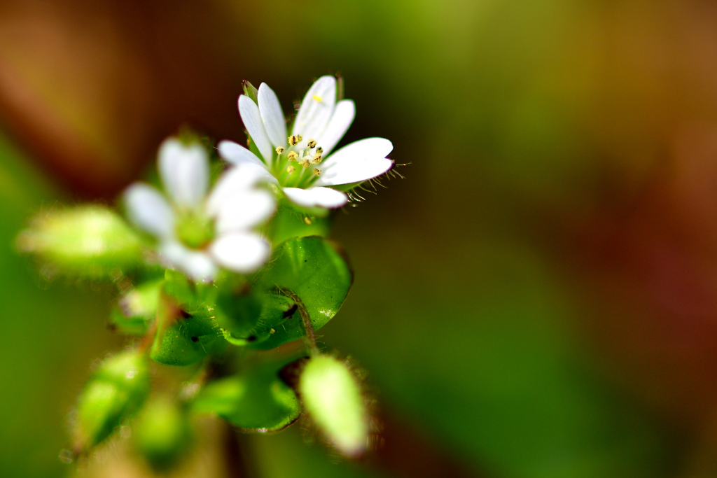 小さな春の足音