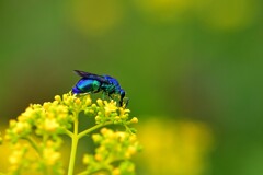 幸せを呼ぶ青い蜂オオセイボウ-Ⅳ