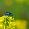 幸せを呼ぶ青い蜂オオセイボウ-Ⅳ