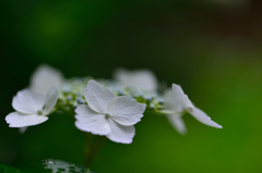 小雨の中-Ⅳ