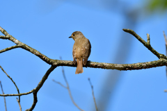 今日の野鳥