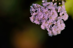 花と露-Ⅰ