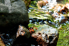 水の番人-Ⅱ