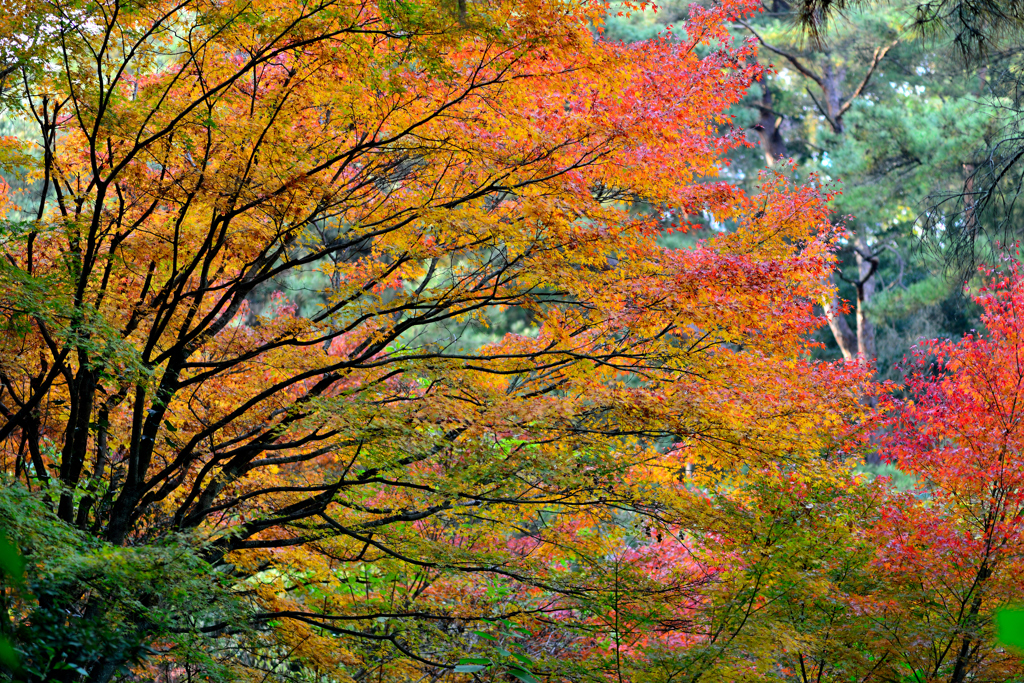 上を向いて歩こう-Ⅳ