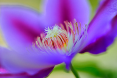 Clematis-Ⅱ