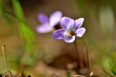 春を教えてくれる可憐な花