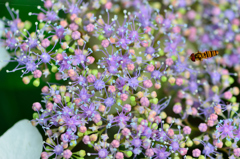 紫陽花とアブ-Ⅰ