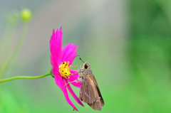 セセリと秋桜