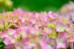 紫陽花ｰⅠ