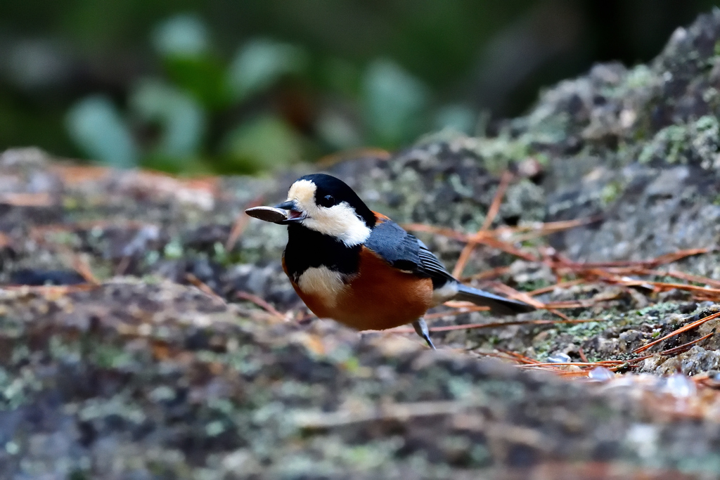 まいどお馴染み