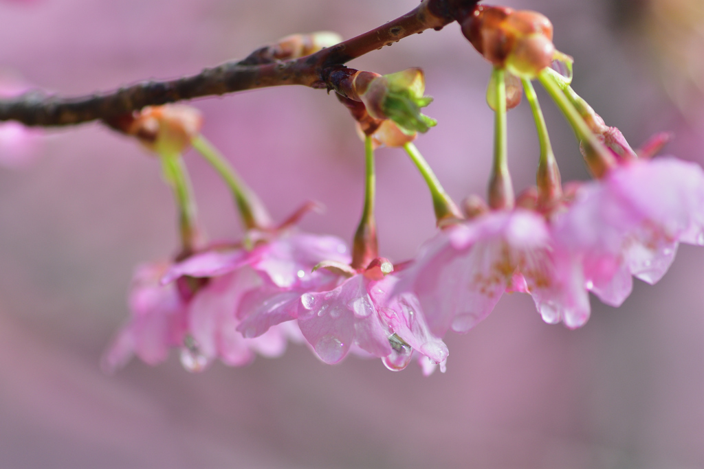 雨のち晴れ-Ⅳ