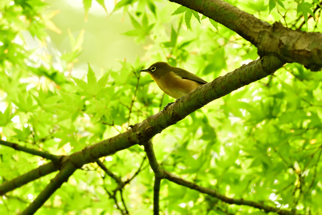 お出迎え有難う