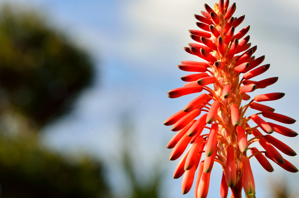 アロエ・ムタビリス-1