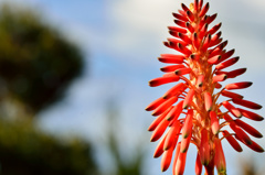 アロエ・ムタビリス-1