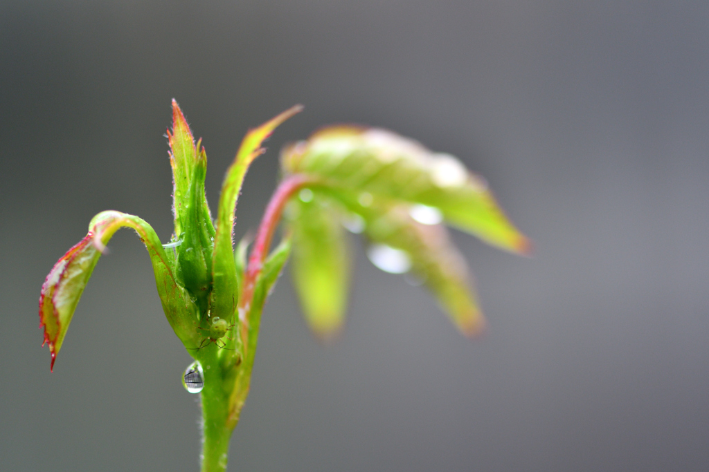 庭のバラと雨