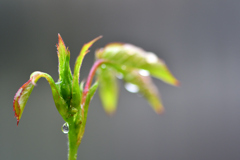 庭のバラと雨