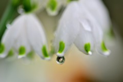 雨上がりスノーフレイ－ク
