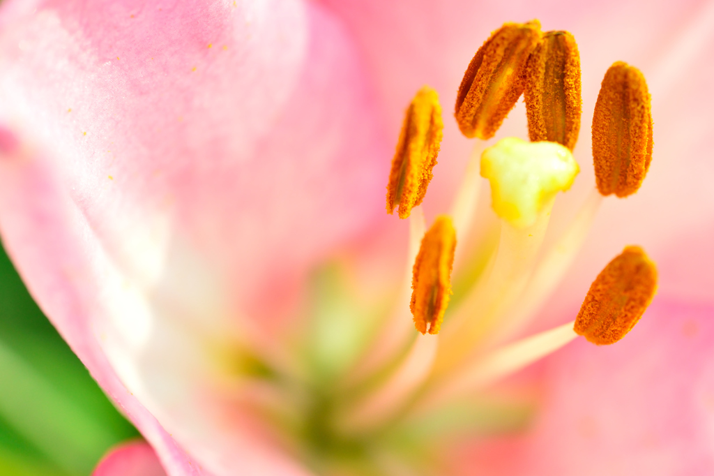 花芯-Ⅰ