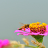 この花にしよっと-Ⅴ