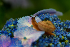 紫陽花とかたつむり