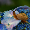 紫陽花とかたつむり
