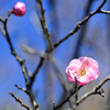 梅が咲き始めた-Ⅲ