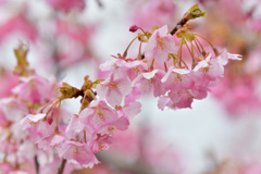 河津桜とメジロ－Ⅱ