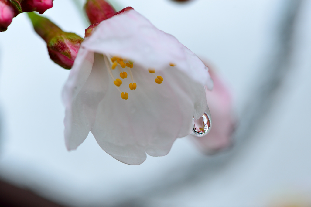 雨上がり-Ⅵ