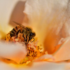 バラとミツバチ
