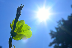 夏の陽射し