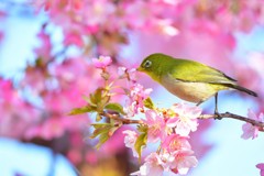 春と桜とメジロ-Ⅱ