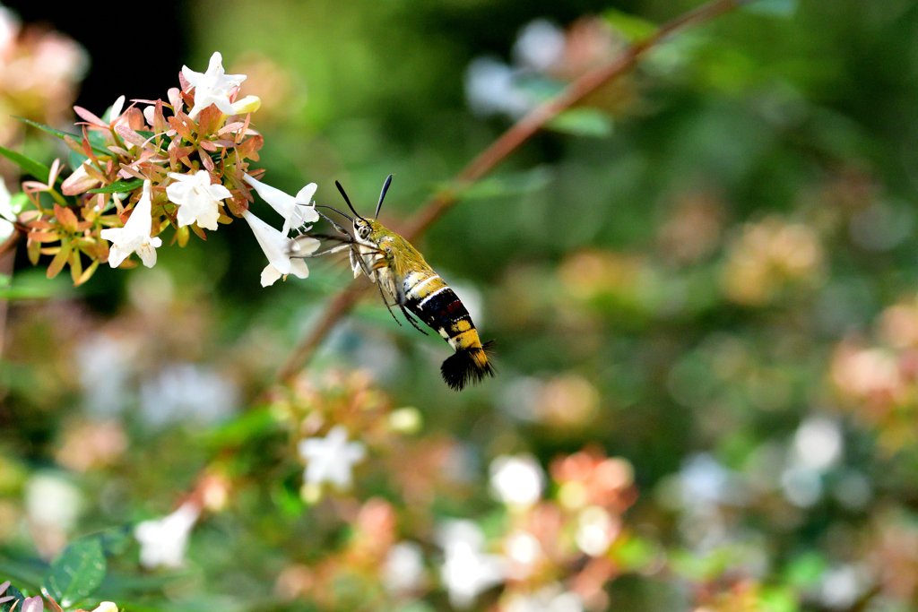 オオスカシバ-Ⅱ