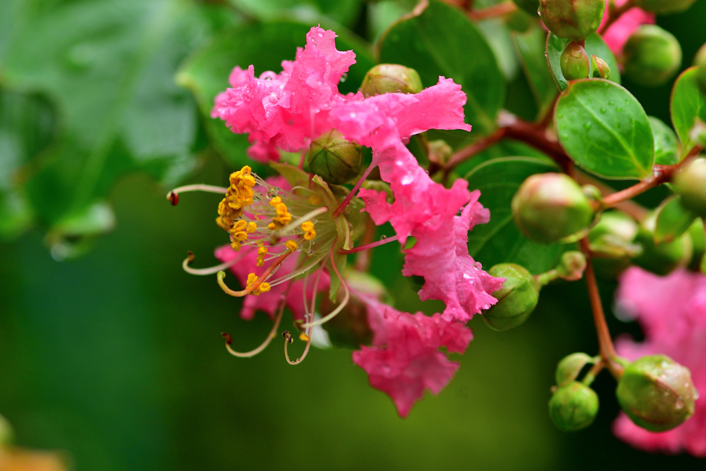 庭の花達