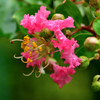 庭の花達