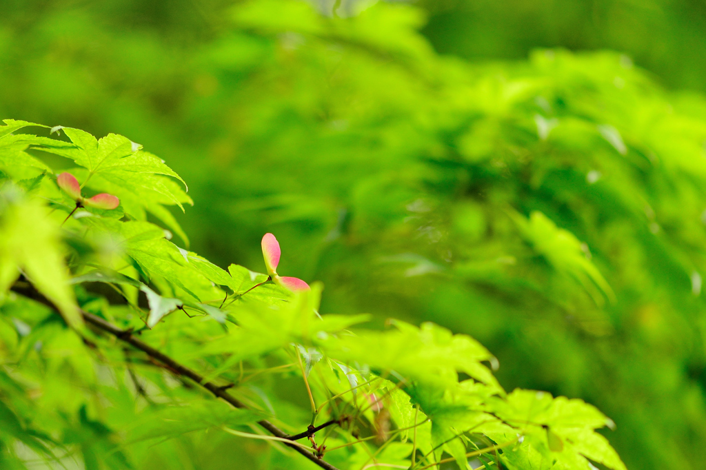 fresh verdure－Ⅲ