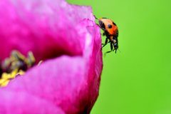 てんとう虫とポピー-Ⅳ