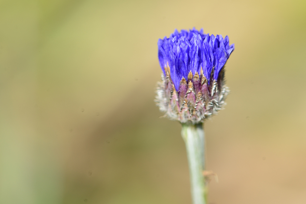 花を見つけた-Ⅳ