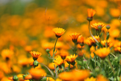 ぶらり散歩道-Ⅲ