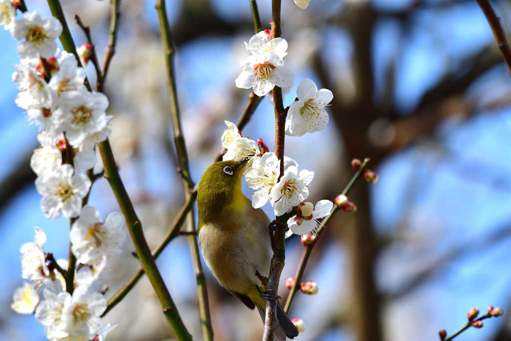 我が家の梅にも-Ⅴ