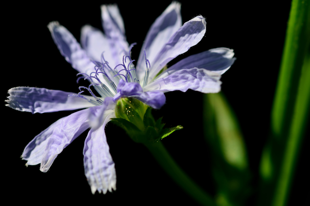 英語でChicory