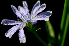英語でChicory