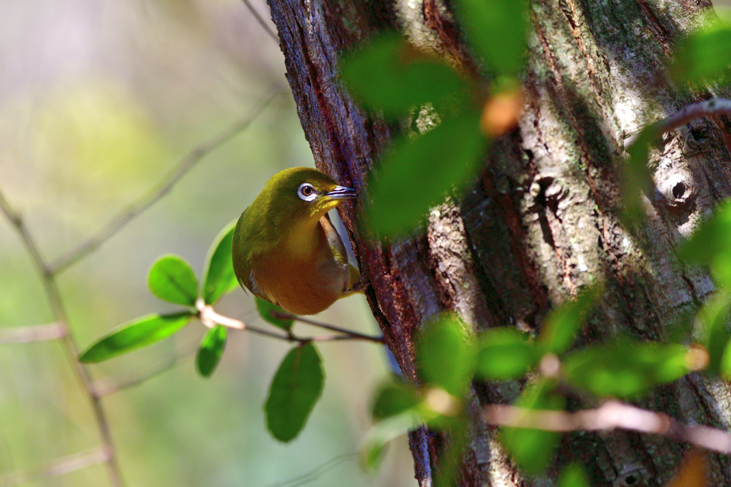 メジオおはよ～う