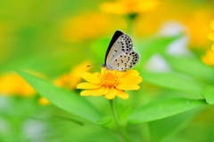 花園