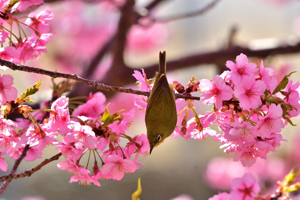 春の妖精