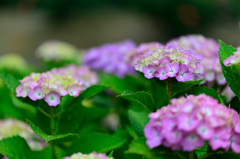 紫陽花-Ⅳ