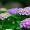 紫陽花-Ⅳ